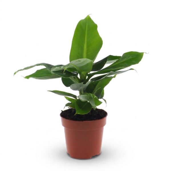 96d3834d11fa40e998f8c42531d95b71270838a31e6e458dab8334eeb4fbbafb.jpg Musa Oriental Dwarf – Zwergbanane