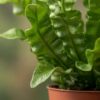 06f60f4dbd0d464f88b4766c008f1e39e597e8f980154724907d556122fd294b.jpg Asplenium Crispy Wave – Asplenium Crispy Wave