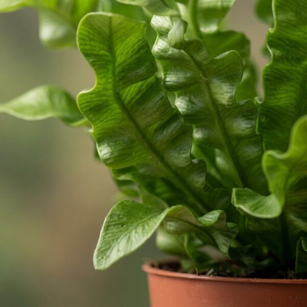 06f60f4dbd0d464f88b4766c008f1e39e597e8f980154724907d556122fd294b.jpg Asplenium Crispy Wave – Asplenium Crispy Wave