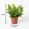 61d8f336966f4df69db6d7a08f60b8604a3c470b54ce41b89e4b6c2a6479e04b.jpg Asplenium Crispy Wave – Asplenium Crispy Wave