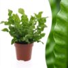 653cf94dc59b440d8782bc630f90479029277c64cdfa4e60974734f0a5d66365.jpg Asplenium Crispy Wave – Asplenium Crispy Wave