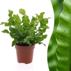 653cf94dc59b440d8782bc630f90479029277c64cdfa4e60974734f0a5d66365.jpg Asplenium Crispy Wave – Asplenium Crispy Wave