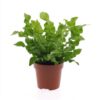 6d74a46e50834d60b0e0faaaf9c43c44a77d70b57869452f8d187963acab3487.jpg Asplenium Crispy Wave – Asplenium Crispy Wave