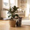 Gummipflanze - Ficus Elastica Cloe - Grün - Pflegeleicht - mit Korb