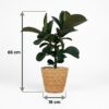 Gummipflanze - Ficus Elastica Cloe - Grün - Pflegeleicht - mit Korb