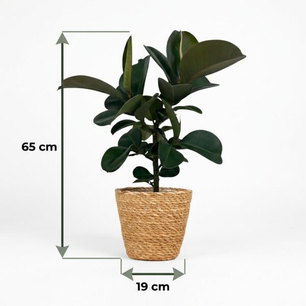 Gummipflanze - Ficus Elastica Cloe - Grün - Pflegeleicht - mit Korb