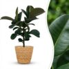 Gummipflanze - Ficus Elastica Cloe - Grün - Pflegeleicht - mit Korb