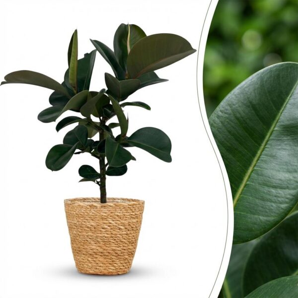 Gummipflanze - Ficus Elastica Cloe - Grün - Pflegeleicht - mit Korb