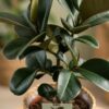Gummipflanze - Ficus Elastica Cloe - Grün - Pflegeleicht - mit Korb