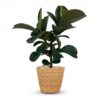 Gummipflanze - Ficus Elastica Cloe - Grün - Pflegeleicht - mit Korb
