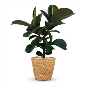 Gummipflanze - Ficus Elastica Cloe - Grün - Pflegeleicht - mit Korb