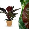 Philodendron - Philodendron Imperial Red - Rot - Pflegeleicht - mit Korb
