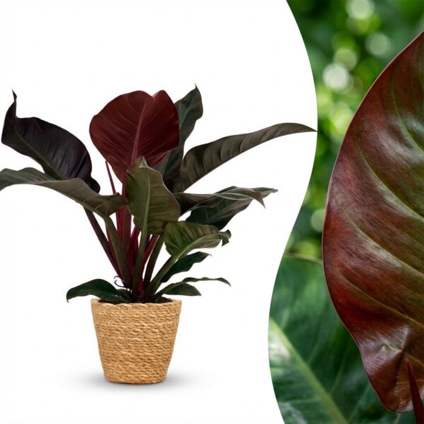 Philodendron - Philodendron Imperial Red - Rot - Pflegeleicht - mit Korb
