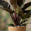 Philodendron - Philodendron Imperial Red - Rot - Pflegeleicht - mit Korb