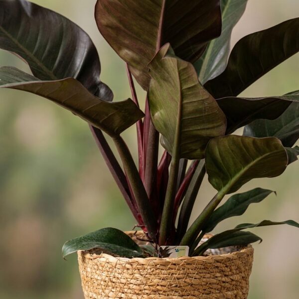 Philodendron - Philodendron Imperial Red - Rot - Pflegeleicht - mit Korb