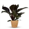 Philodendron - Philodendron Imperial Red - Rot - Pflegeleicht - mit Korb