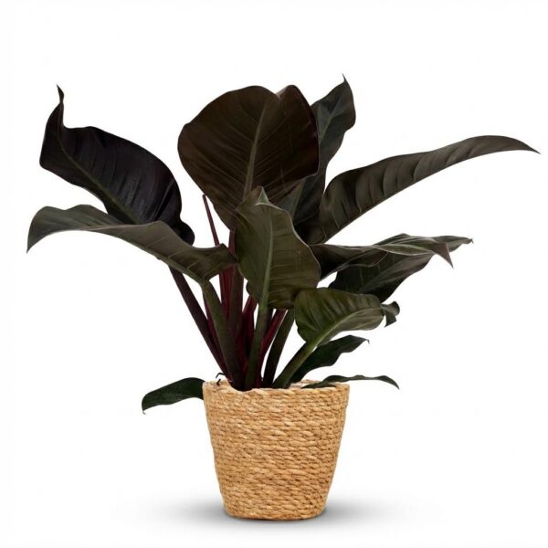 Philodendron - Philodendron Imperial Red - Rot - Pflegeleicht - mit Korb