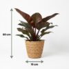 Philodendron - Philodendron Imperial Red - Rot - Pflegeleicht - mit Korb