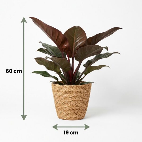 Philodendron - Philodendron Imperial Red - Rot - Pflegeleicht - mit Korb