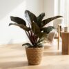 Philodendron - Philodendron Imperial Red - Rot - Pflegeleicht - mit Korb