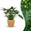 Philodendron - Philodendron Xanadu - Grün - Pflegeleicht - mit Korb