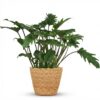 Philodendron - Philodendron Xanadu - Grün - Pflegeleicht - mit Korb