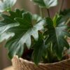 Philodendron - Philodendron Xanadu - Grün - Pflegeleicht - mit Korb