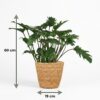 Philodendron - Philodendron Xanadu - Grün - Pflegeleicht - mit Korb