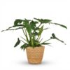 Philodendron - Philodendron Lacerum - Grün - Pflegeleicht - mit Korb
