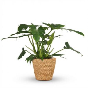 Philodendron - Philodendron Lacerum - Grün - Pflegeleicht - mit Korb