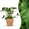 Philodendron - Philodendron Lacerum - Grün - Pflegeleicht - mit Korb