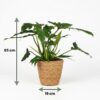 Philodendron - Philodendron Lacerum - Grün - Pflegeleicht - mit Korb