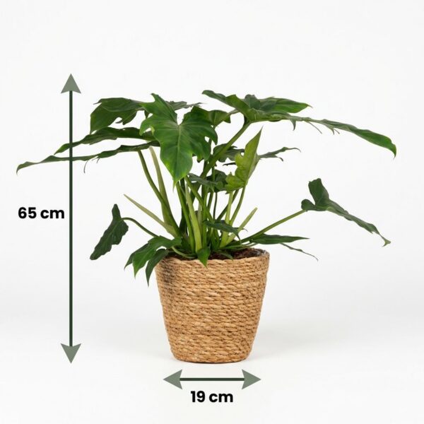 Philodendron - Philodendron Lacerum - Grün - Pflegeleicht - mit Korb