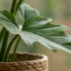 Philodendron - Philodendron Lacerum - Grün - Pflegeleicht - mit Korb