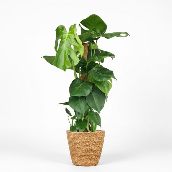 Lochpflanze - Monstera Deliciosa Moosranke - Grün - Pflegeleicht - mit Korb