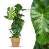 Lochpflanze - Monstera Deliciosa Moosranke - Grün - Pflegeleicht - mit Korb
