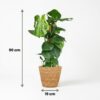 Lochpflanze - Monstera Deliciosa Moosranke - Grün - Pflegeleicht - mit Korb