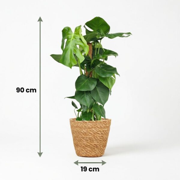 Lochpflanze - Monstera Deliciosa Moosranke - Grün - Pflegeleicht - mit Korb