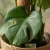 Lochpflanze - Monstera Deliciosa Moosranke - Grün - Pflegeleicht - mit Korb