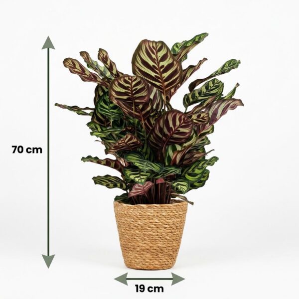 Pfauenpflanze - Calathea Makoyana - Grün - Pflegeleicht - mit Korb