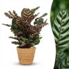 Pfauenpflanze - Calathea Makoyana - Grün - Pflegeleicht - mit Korb