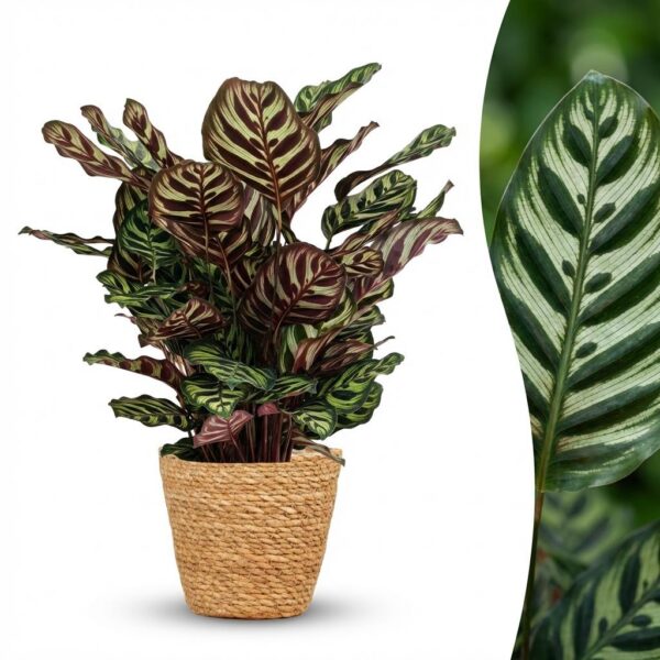 Pfauenpflanze - Calathea Makoyana - Grün - Pflegeleicht - mit Korb