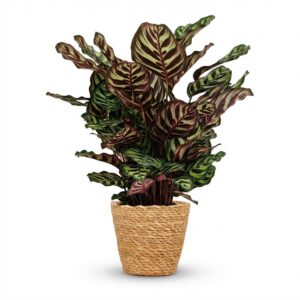 Pfauenpflanze - Calathea Makoyana - Grün - Pflegeleicht - mit Korb