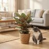 Pfauenpflanze - Calathea Makoyana - Grün - Pflegeleicht - mit Korb