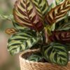 Pfauenpflanze - Calathea Makoyana - Grün - Pflegeleicht - mit Korb