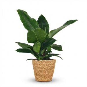 42283c7a70974f3daf359f28be10547731d4f76ed1544f9d857134816fad218c.jpg Philodendron - Philodendron Imperial Green - Grün - Pflegeleicht - mit Korb
