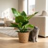 97d3d3f93e894877a9174b9b34a1773492b03b07a26846c2abfe2bfe79c51684.jpg Philodendron - Philodendron Imperial Green - Grün - Pflegeleicht - mit Korb