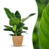 a5521feca2604c758c274a89bad84da31d26473293a446309f790835e0b4f633.jpg Philodendron - Philodendron Imperial Green - Grün - Pflegeleicht - mit Korb