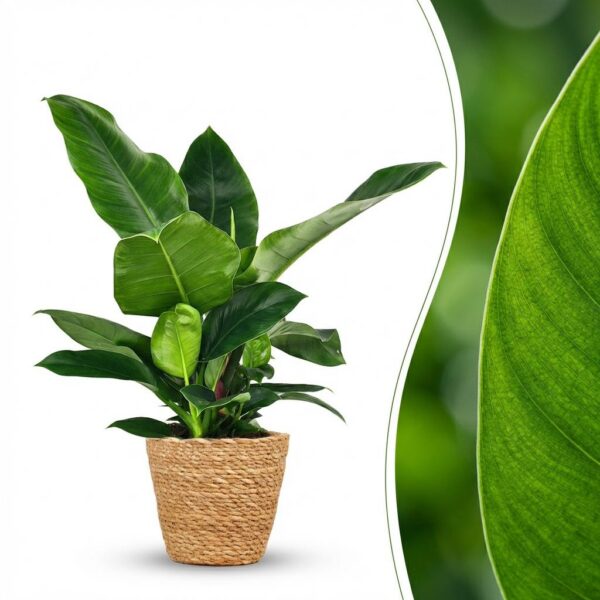 a5521feca2604c758c274a89bad84da31d26473293a446309f790835e0b4f633.jpg Philodendron - Philodendron Imperial Green - Grün - Pflegeleicht - mit Korb