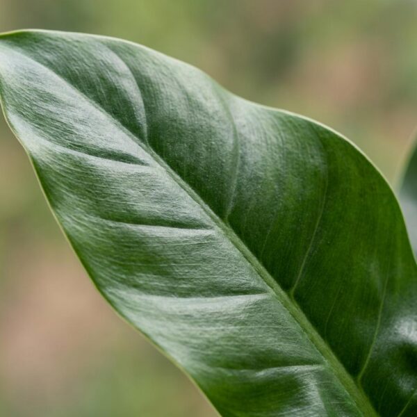 a686d7961ccd4ae0afe6cd68deb24f0638e15a7c7acd481fbf537b0d1387e457.jpg Philodendron - Philodendron Imperial Green - Grün - Pflegeleicht - mit Korb